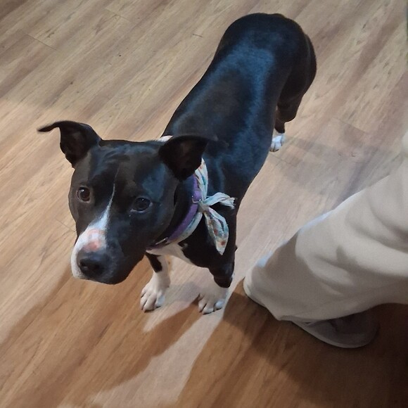 angelpup12